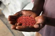 الصورة: ©FAO/James Belgrave